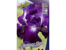 Iris germanica Winner's Circle 205,3�. 3��..jpg