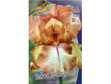 Iris germanica Wild Ginger 205,3�. 3��..jpg