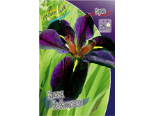 Iris louisiana Black Gamecock 190�. �� 3��..jpg