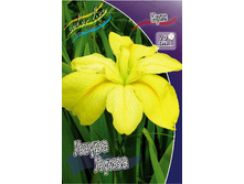 Iris louisiana Laura Louise 190�. �� 3��..jpg