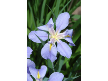 Iris louisiana Sea Wisp 190�. �� 3��..jpg