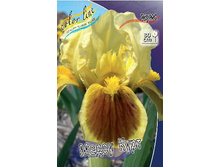Iris pumila Meadowcourt 154,3�. �� 3��..jpg