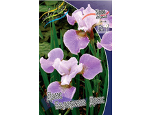 Iris sibirica Dance Balerina Dance 139,00�. �� 3��.jpg