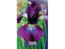 Iris sibirica Ewen 139,00�. �� 3��.jpg