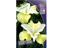Iris sibirica Moon Silk 139,00�. �� 3��.jpg