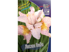 Iris sibirica Lemon Veil 186,4�. �� 3��.jpg