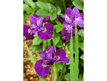 Iris sibirica Wine Wings 139,00�. �� 3��.jpg