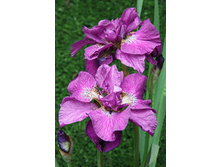 Iris sibirica Tumble Bug 186,4�. �� 3��.jpg