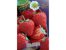 Fragaria Elvira 5 ��.  113,5 ���..jpg
