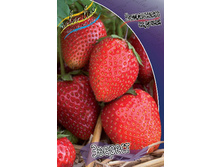 Fragaria Everest 5 ��.  114,7 ���..jpg