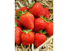 Fragaria Figaro 5 ��.  113,5 ���..jpg