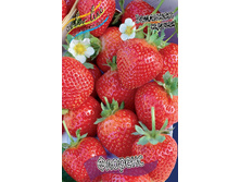 Fragaria Florence 5 ��.  113,5 ���..jpg