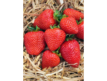 Fragaria Flair 5 ��.  113,5 ���..jpg