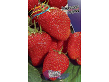 Fragaria Kent 5 ��.  113,5 ���..jpg