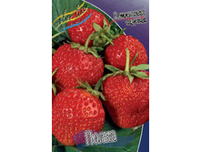 Fragaria Polka 5 ��.  84,4 ���..jpg