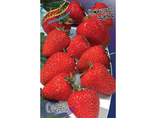 Fragaria Selva 5 ��.  113,5 ���..jpg