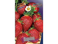 Fragaria Korona 5 ��.  84,4 ���..jpg