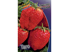 Fragaria Tago 5 ��.  113,5 ���..jpg