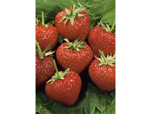 Fragaria Tenira 5 ��.  113,5 ���..jpg