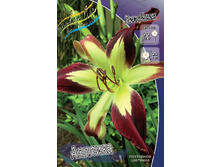 Hemerocallis Applique 187,6�. �� 1 ��..jpg