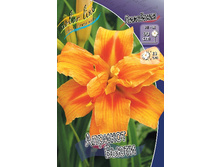 Hemerocallis Apricot Beauty 412,3�. �� 3 ��..jpg