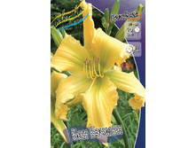 Hemerocallis Ben Bachman 303�. �� 2 ��..jpg