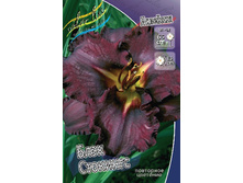 Hemerocallis Black Stockings 339,4�. �� 2 ��..jpg