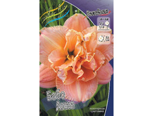 Hemerocallis Bobo Anne 436,5�. �� 2��.jpg
