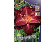 Hemerocallis Burgundy Love 448,7�. �� 3 ��..jpg