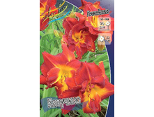 Hemerocallis Cappuccino 448,7�. �� 3 ��..jpg