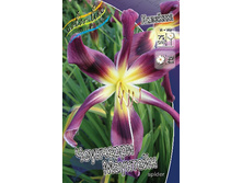 Hemerocallis Chokecherry Mountain 187,6�. �� 1 ��..jpg
