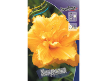 Hemerocallis Condilla 394,00�. �� 3 ��..jpg