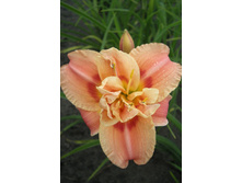 Hemerocallis Congo Coral 448,7�. �� 3 ��..jpg