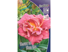 Hemerocallis Cute As Can Be 375,8�. �� 3 ��..jpg