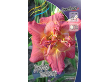 Hemerocallis Diana Taylor 521,5�. �� 3 ��..jpg
