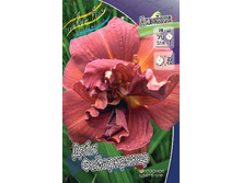 Hemerocallis Double Firecracker 448,7�. �� 3 ��..jpg