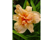 Hemerocallis Double Dream 303�. �� 3 ��..jpg