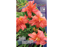 Hemerocallis Double Pompon 448,7�. �� 3 ��..jpg