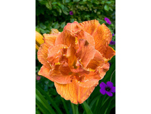 Hemerocallis Doublelicious 394�. �� 3 ��..jpg