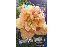 Hemerocallis Early Early Truffle 351,5�. �� 2 ��..jpg