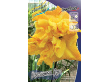 Hemerocallis Dynamic Duo 351,5�. �� 2 ��..jpg