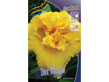 Hemerocallis Egg Yolk 303�. �� 2 ��..jpg