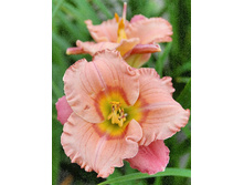 Hemerocallis Elegant Candy 248,3�. �� 3 ��..jpg