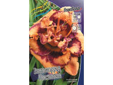 Hemerocallis Exploded Pumpkin 303�. �� 2 ��..jpg