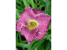 Hemerocallis Face Of The Stars NEW 303�. �� 2 ��..jpg