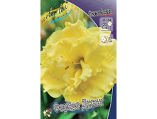 Hemerocallis Forever Young 375,8�. �� 3 ��..jpg