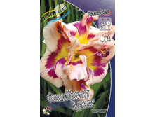 Hemerocallis Flamboyant Edges 351,5�. �� 2 ��..jpg