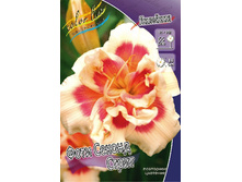 Hemerocallis Forty Second Street 430,5�. �� 3 ��..jpg