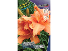 Hemerocallis Flower Basket 448,7�. �� 3 ��..jpg