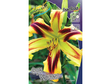 Hemerocallis Free Wheelin 278,7 �. �� 2 ��..jpg